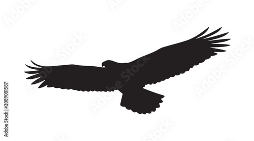 Black silhouette of a majestic eagle flying with wings spread wide, isolated on a clean white background, vector illustration of a wild hawk or falcon soaring.