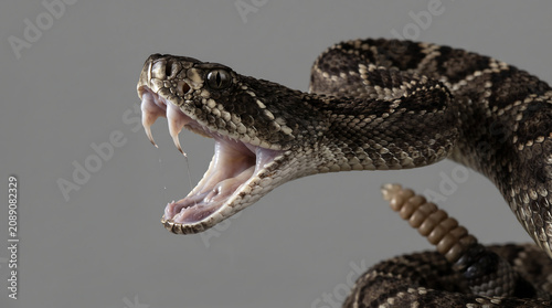 Diamondback rattlesnake striking with open mouth and fangs