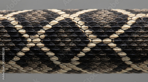 Macro view of diamondback rattlesnake scales and skin pattern