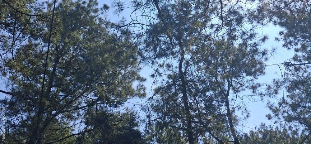 Fototapeta premium Looking Up at Tall Trees in Natural Forest