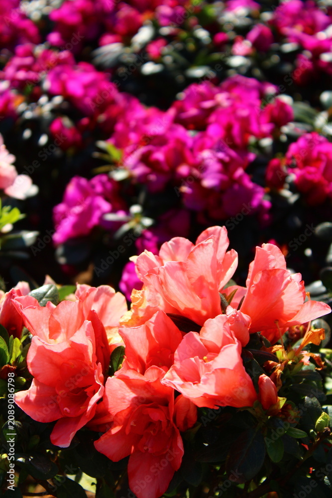 Fototapeta premium Close up of Azaleas pink and purple in a garden setting 