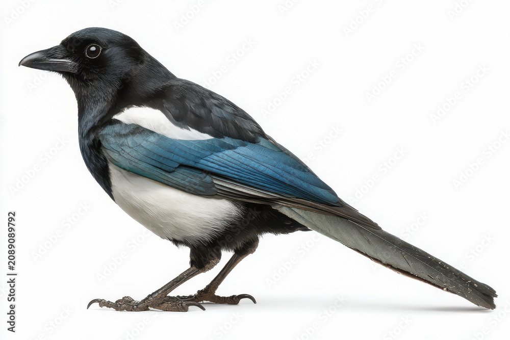 Obraz premium Magpie bird side view white background feather tail wildlife nature black plumage blue wing Elegant magpie bird side view white background with