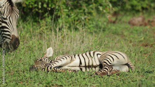A baby plains zebra lying in the green grass while its mother is grazing in the background, Kruger National Park.