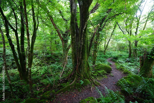 mossy old trees and summer pathway