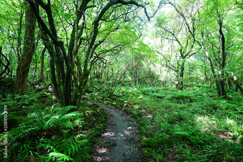 fine summer path through old wild forest