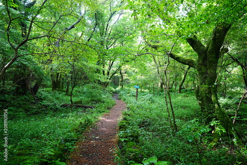 mossy old trees and summer pathway
