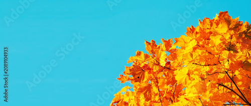 Autumn leaves background with free space for text. Colorful orange autumn maple leaves against blue sky in sunny October weather, panoramic photo
