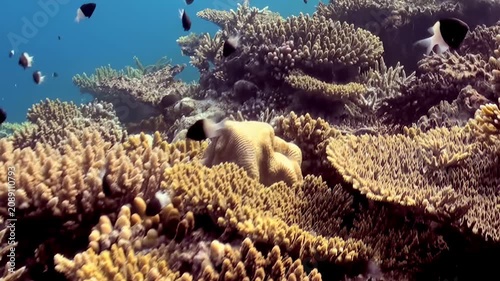 Explore magnificent coral reef beneath ocean surface bathed in clear daylight. Observe myriad fish as they glide through intricate tapestry diverse, vibrant coral, true celebration of marine splendor.