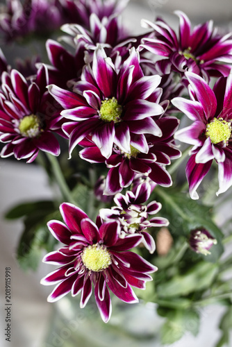 close up of purple and white two-tone asters flowers. beautiful bouquet bright asters.  