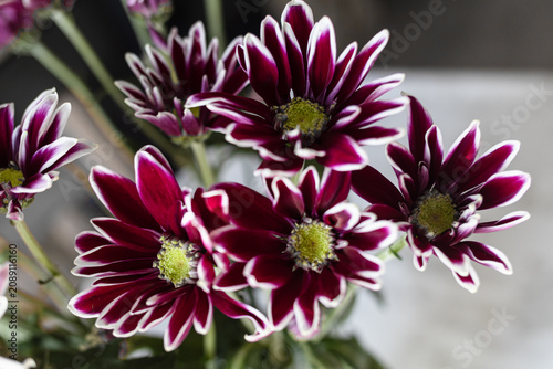 Foto close up of purple and white two-tone asters flowers