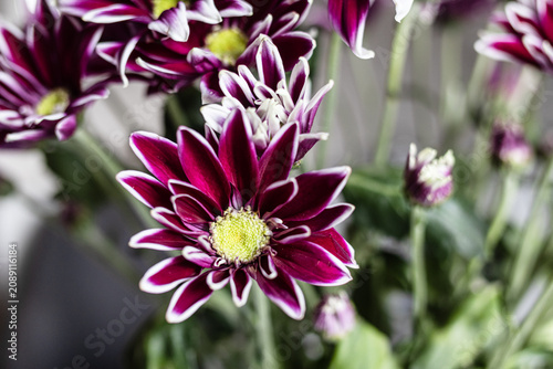 Foto close up of purple and white two-tone asters flowers