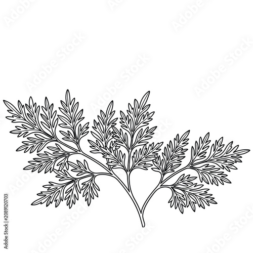 kenikir cosmos caudatus leaves line art vector illustration