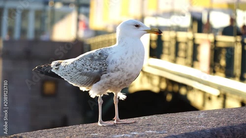 Seagull on a city street