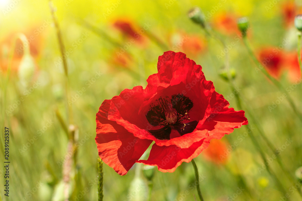 Fototapeta premium Red Poppy Flower Blooming in a Green Summer Meadow