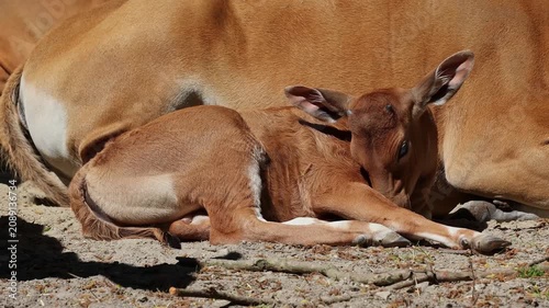 Young baby Banteng, Bos javanicus or Red Bull. It is a type of wild cattle But there are key characteristics that are different from cattle and bison: a white band bottom in both males and females.