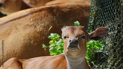 Young baby Banteng, Bos javanicus or Red Bull. It is a type of wild cattle But there are key characteristics that are different from cattle and bison: a white band bottom in both males and females.