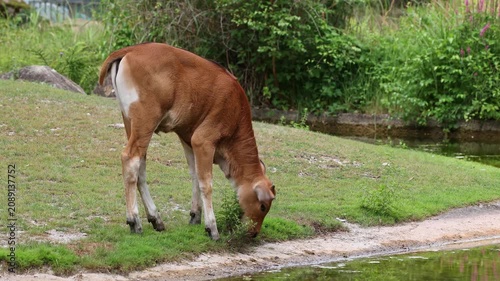 Young baby Banteng, Bos javanicus or Red Bull. It is a type of wild cattle But there are key characteristics that are different from cattle and bison: a white band bottom in both males and females.