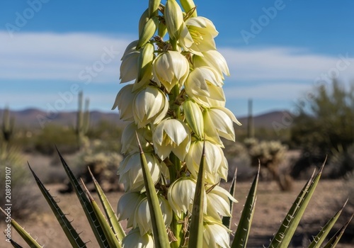 Blooming Yucca Plant in the Desert Landscape of Arizona.