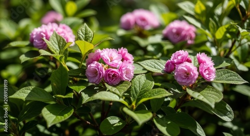 Beautiful Pink Hydrangea Flowers Blooming in a Lush Garden.
