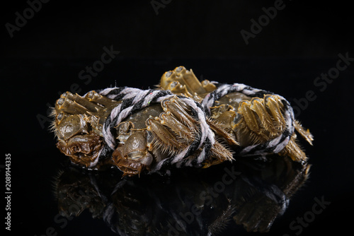 Fresh Yangcheng Lake Hairy Crabs from Suzhou - Premium Chinese Seafood Delicacy