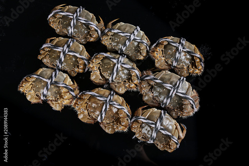 Fresh Yangcheng Lake Hairy Crabs from Suzhou China Tied with Rope Premium Seafood Delicacy