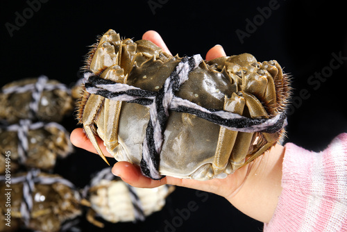 Fresh Yangcheng Lake Hairy Crabs from Suzhou China - Traditional Chinese Seafood Delicacy
