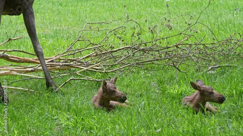 Baby of moose or elk, Alces alces is the largest extant species in the deer family. Moose are distinguished by the broad, flat, or palmate antlers of the males.