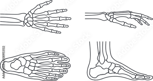 Fotografía Human Hand and Foot Skeleton Anatomy Line Icon Set with Wrist Bones, Ankle Struc