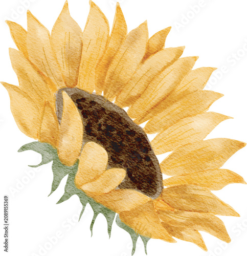 Watercolor Sunflower Illustration