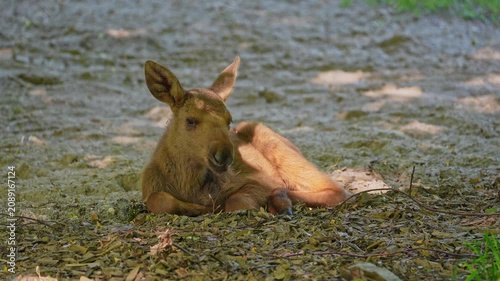 Baby of moose or elk, Alces alces is the largest extant species in the deer family. Moose are distinguished by the broad, flat, or palmate antlers of the males.