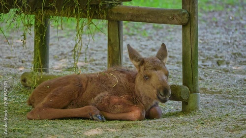 Baby of moose or elk, Alces alces is the largest extant species in the deer family. Moose are distinguished by the broad, flat, or palmate antlers of the males.