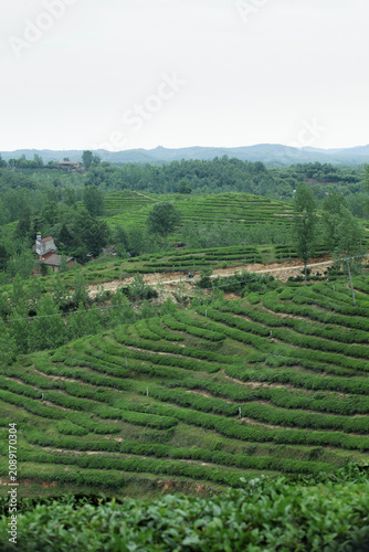 Obraz na płótnie Mountain Tea Plantation Terraces in Green Valley Landscape for Sustainable Agric
