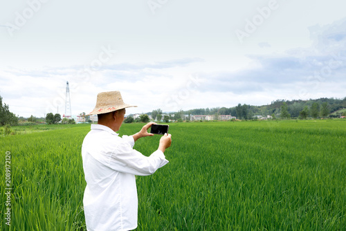 Smart Farming Technology - Farmer Using Mobile Device in Green Rice Field for Digital Agriculture and Crop Monitoring