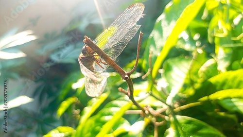 Obraz na płótnie Close-up of a dragonfly resting on a dry branch with morning backlight and green