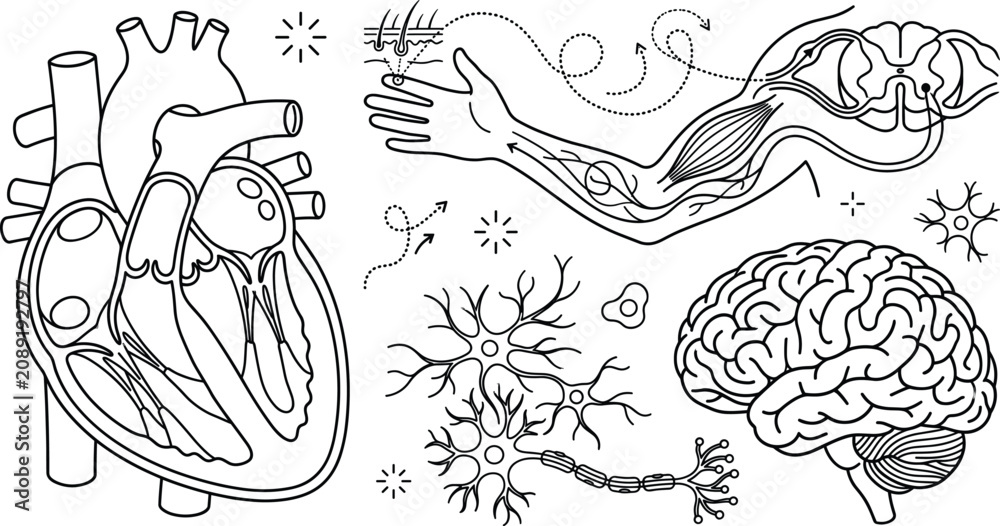 Obraz premium Human anatomy vector set with cross section heart reflex arc nerve pathway branching neurons and brain diagram for medical education infographics