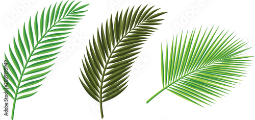 Tropical palm leaves vector set with exotic jungle feather palm fronds and spiky palmate branch elements for summer beach graphics