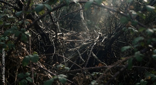A dense thicket of tangled branches and thorny bushes in a dark, moody forest setting