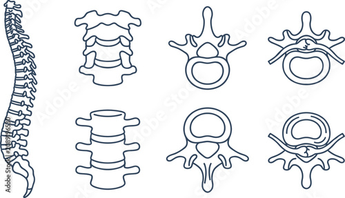 Foto Human Spine Anatomy Line Icon Set with Vertebrae, Cervical, Thoracic, Lumbar, Sp