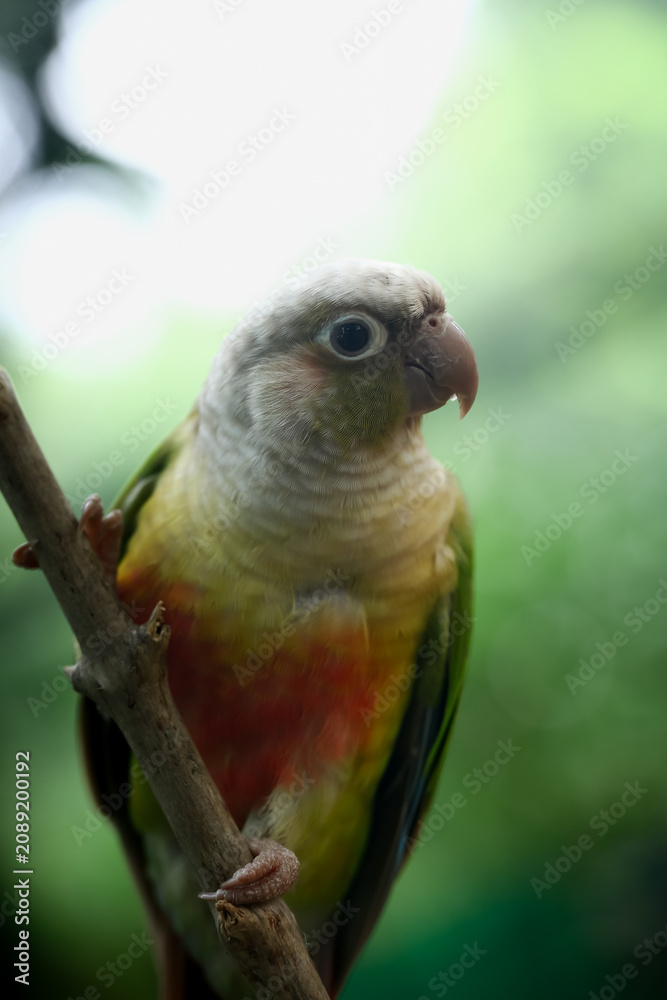 Obraz premium Colorful Tropical Parrot Perched on Branch in Natural Wildlife Habitat Display