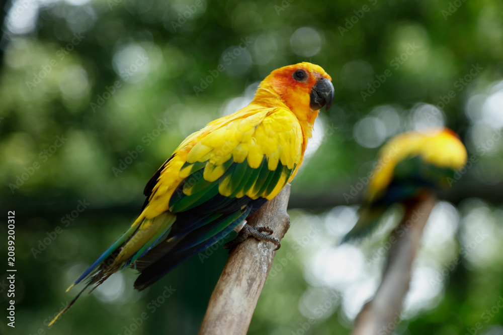 Obraz premium Colorful Yellow Green Parrot Perched on Branch in Zoo Setting Shows Off Vibrant Tropical Bird Plumage