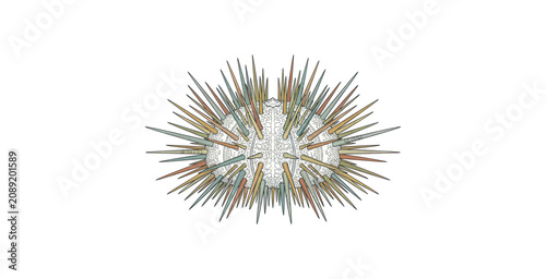 Bild auf Leinwand Sea Urchin Hand Drawn Vector Illustration