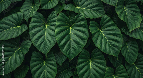 Lush tropical background of dense large green heart shaped leaves