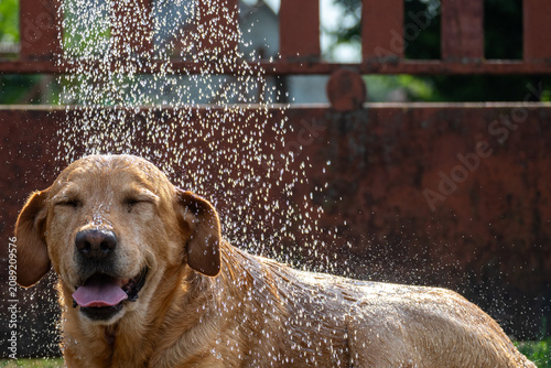 Happy Labrador Retriever cooling off under a refreshing summer shower