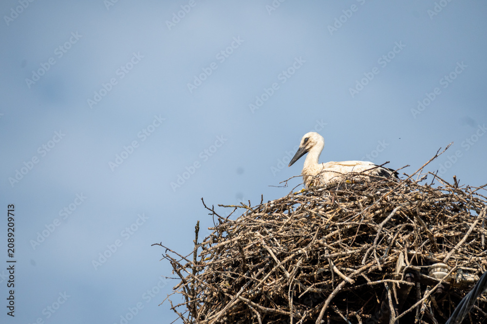 Fototapeta premium Young white stork resting in a large nest under a blue sky