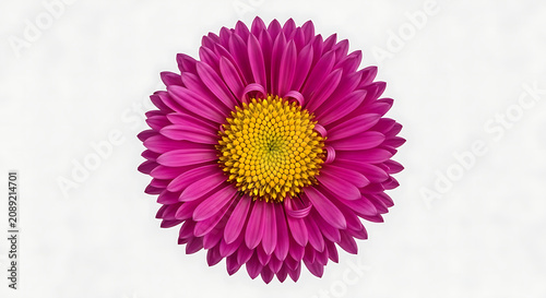 Vibrant magenta chrysanthemum flower isolated on a white background