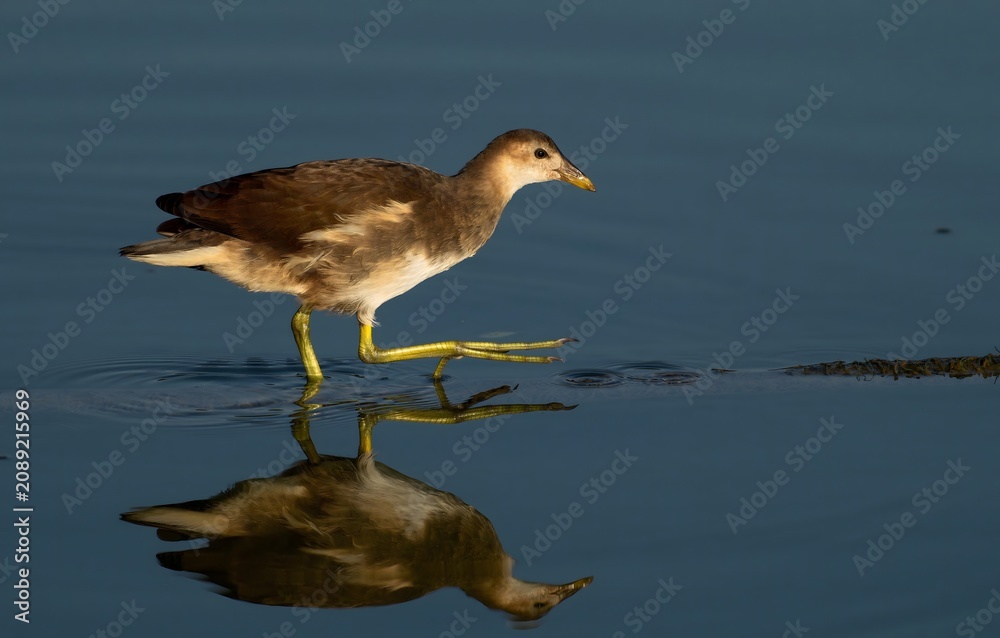 Fototapeta premium Juvenile moorhen walking in calm water with reflection