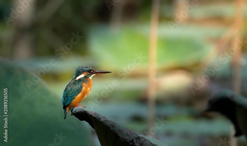 Colorful kingfisher perched on leaf by tranquil pond