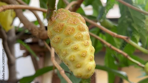 A close-up of tropical noni (Morinda citrifolia) growing on the tree, showcasing its distinctive bumpy surface and green to creamy-white color. Widely recognized for its traditional medicinal uses