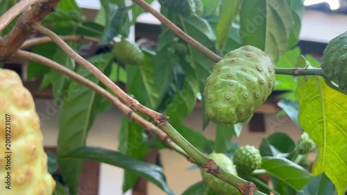 A close-up of tropical noni (Morinda citrifolia) growing on the tree, showcasing its distinctive bumpy surface and green to creamy-white color. Widely recognized for its traditional medicinal uses