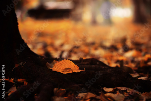 Fotografi Beautiful Nature Autumn landscape
